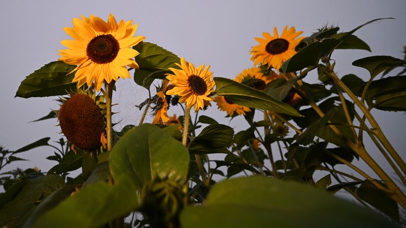 Sonnenblumen am Morgen