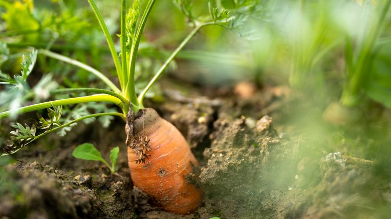 Moestuinen